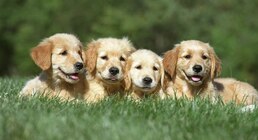 Los perros golden retriever y las personas tienen más en común de lo que se creía, según un estudio de la Universidad de Cambridge