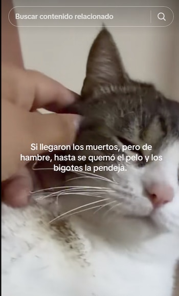 (TikTok video viral)