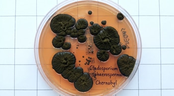 Placa de Petri circular con colonias de hongo verde oscuro en crecimiento sobre un medio de agar naranja. Texto manuscrito indica "Cladosporium sphaerospermum Chernobyl".
