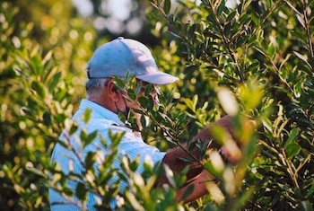 Especialistas advierten que el repunte