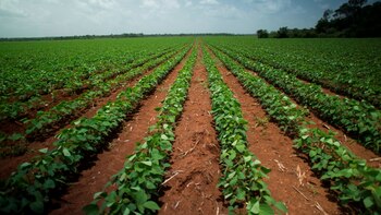Tecnología microbiana, el camino para