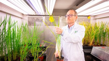 Un proyecto español acaricia el