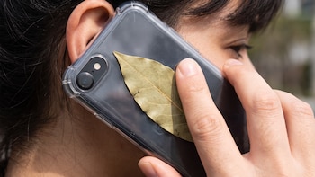 Por qué se aconseja colocar una hoja de laurel dentro de la funda del celular: su uso se remonta a la antigua Grecia