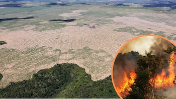 De acuerdo a estudio, la