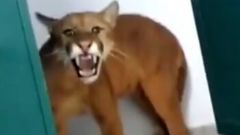 El puma estaba en el