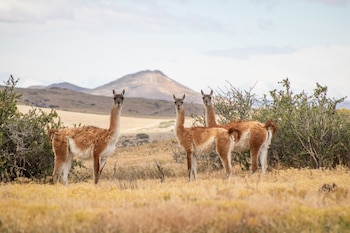 El guanaco (Lama guanicoe) es un camélido sudamericano de hábitos diurnos y el mayor herbívoro de la Patagonia, llegando a pesar 130 kg. Durante el verano forma pequeños grupos familiares compuestos por un relincho (el macho), algunas hembras, y sus chulengos (las crías).