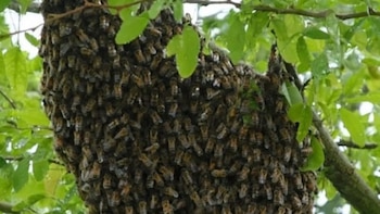 Emergencias por la presencia de abejas africanas en Panamá suman hasta el momento 6,466 casos