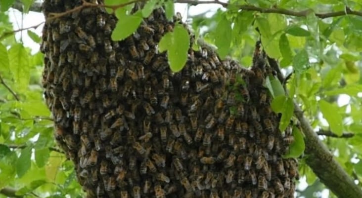 Un ataque de abejas dejó 14 estudiantes con picaduras en una secundaria de la alcaldía Coyoacán durante el regreso a clases.