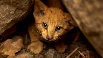 Dos muertos, miles de evacuados