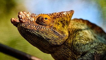 Camuflaje animal: cómo algunas especies cambian de color para sobrevivir, cazar y reproducirse