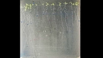 Plantas mutantes sin el gen HHO5