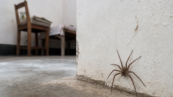 Alerta en Perú: El veneno de la araña de rincón bajo la lupa tras un caso fatal en Arequipa