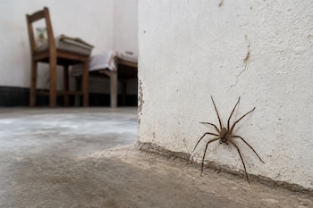 Una araña marrón sobre una pared blanca junto al suelo, con una silla de madera desenfocada al fondo.