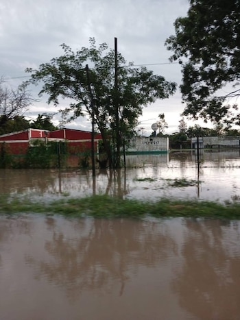 Palo Santo, una de las