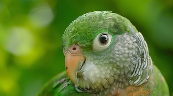 Perico monje o cotorra argentina, ave exótica y colorida con plumaje verde, conocida por su canto y vuelo. - (Imagen Ilustrativa Infobae)