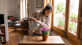 Mujer con suéter beige riega con una regadera de metal una maceta con flores rosadas sobre una mesa de madera.