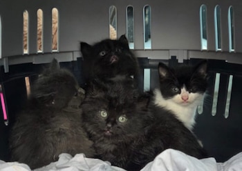 El gato maltratado junto a