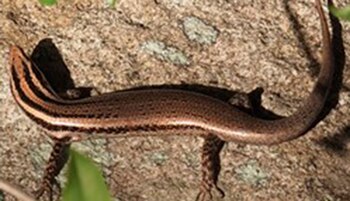 Estados Unidos propone medidas para