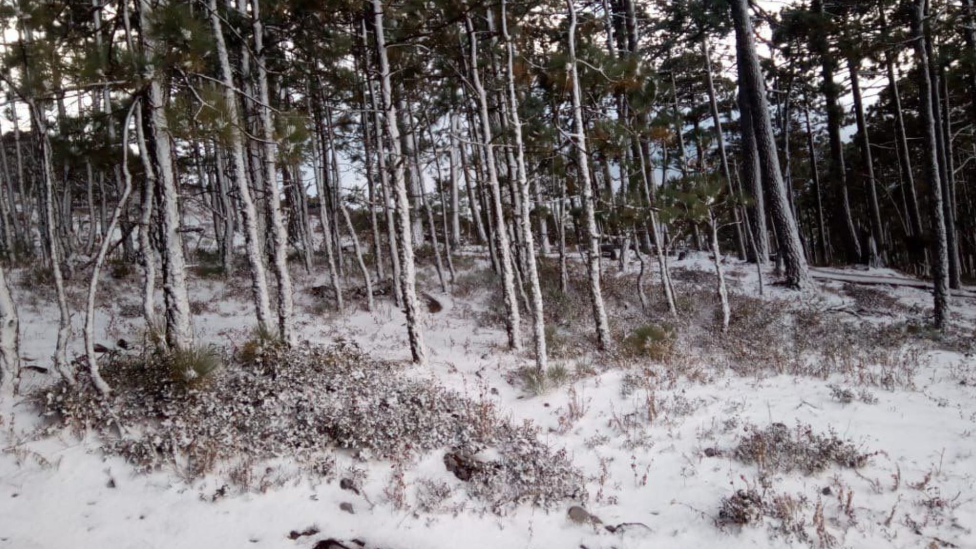 Prevén caida de nieve en Chihuahua y Durango (Foto: Twitter @@JaimeRdzNL)