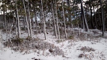 Se espera la llegada de