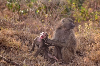 Un pequeño mono babuino recibe