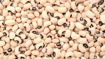 El frejol castilla tiene un