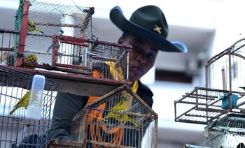 Según explicaron las autoridades, los