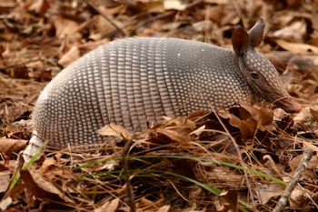 Un armadillo de nueve bandas avanza entre hojas secas y pequeñas ramas dispersas en el suelo
