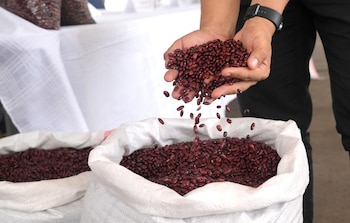 La SAG coordina reservorios de agua y apoyo con alimento para el ganado en zonas afectadas por la falta de agua.