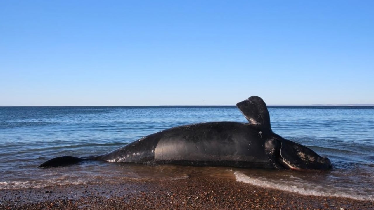 La Secretaría de Ambiente de Chubut analiza la posible acción de una bacteria marina y descartó la intervención de factores humanos en el fenómeno (Instituto de Conservación de Ballenas)