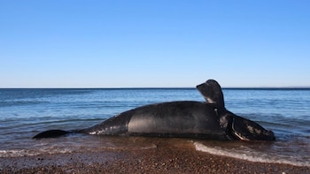 Instituto de Conservación de Ballenas