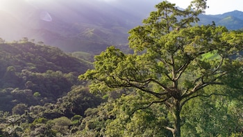Gran árbol de tronco oscuro y ramas extensas con hojas verdes, delante de un valle montañoso cubierto de densa vegetación y un cielo luminoso