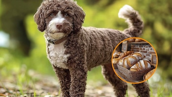 Qué pasa si un perro