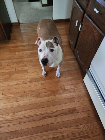 El perro pitbull de 13