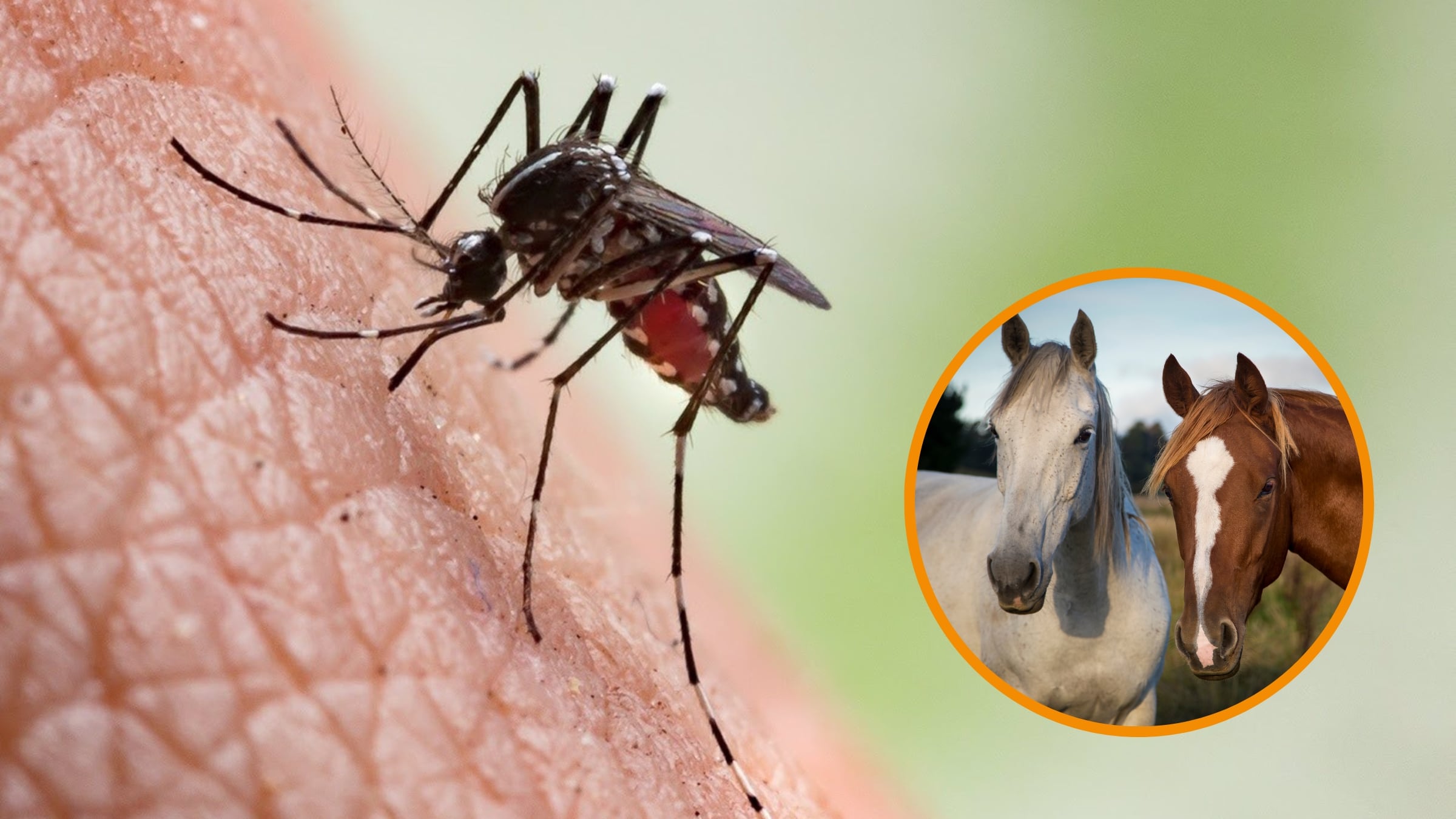 La plaga que se instala en heridas abiertas ya alcanza a animales de sangre caliente y eleva el riesgo para becerros recién nacidos, mientras especialistas advierten que el traslado de ejemplares acelera su dispersión. (Montaje Infobae con imágenes de Europa Press y Canva)