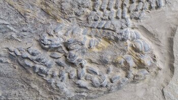 Los estudios muestran que Ptychodus