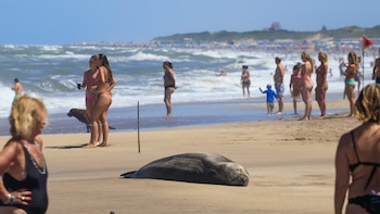 Por qué los elefantes marinos