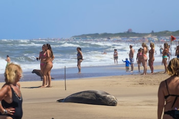 La gripe aviar provocó la