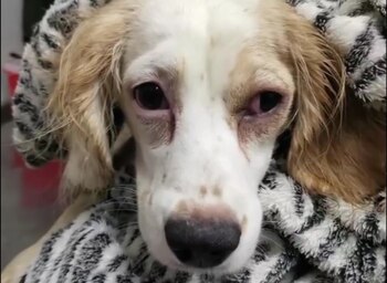 Uno de los 38 perros