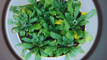 Descubren cómo las plantas encienden su sistema de defensa ante enfermedades