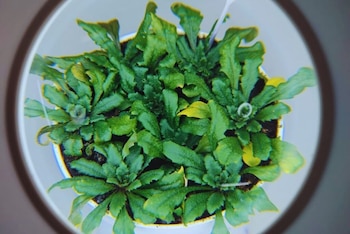 Un equipo identificó el mecanismo que permite a las plantas emitir señales de alerta frente a patógenos, un avance clave para fortalecer la sanidad de los cultivos