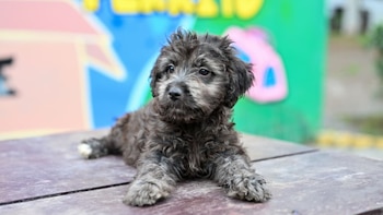 Cachorro de pelaje gris oscuro y rizado recostado sobre una mesa de madera. Fondo borroso con formas geométricas de colores azul, rosa y verde