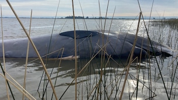 Ballena de ocho metros murió en la costa de Montevideo: piden no acercarse y advierten por olores intensos