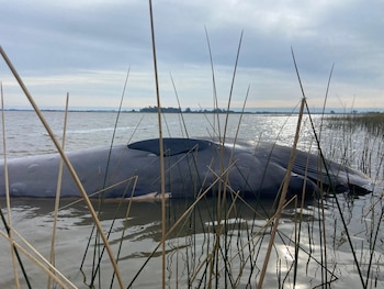 Ejemplar de ballena apareció varado en la costa de Montevideo (Gabriel Martínez - Grupo de Trabajo en Varamientos)