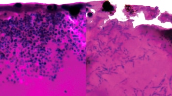 Los científicos capturaron la imagen