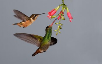 Colibrí amazilia colirrufa (Crédito: Getty)