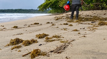 Vista panorámica de la playa de Cahuita, escenario de la alerta emitida por el Ministerio de Ambiente y Energía. Cortesía: MINAE
