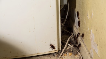 Cucarachas escondidas detrás de un refrigerador
