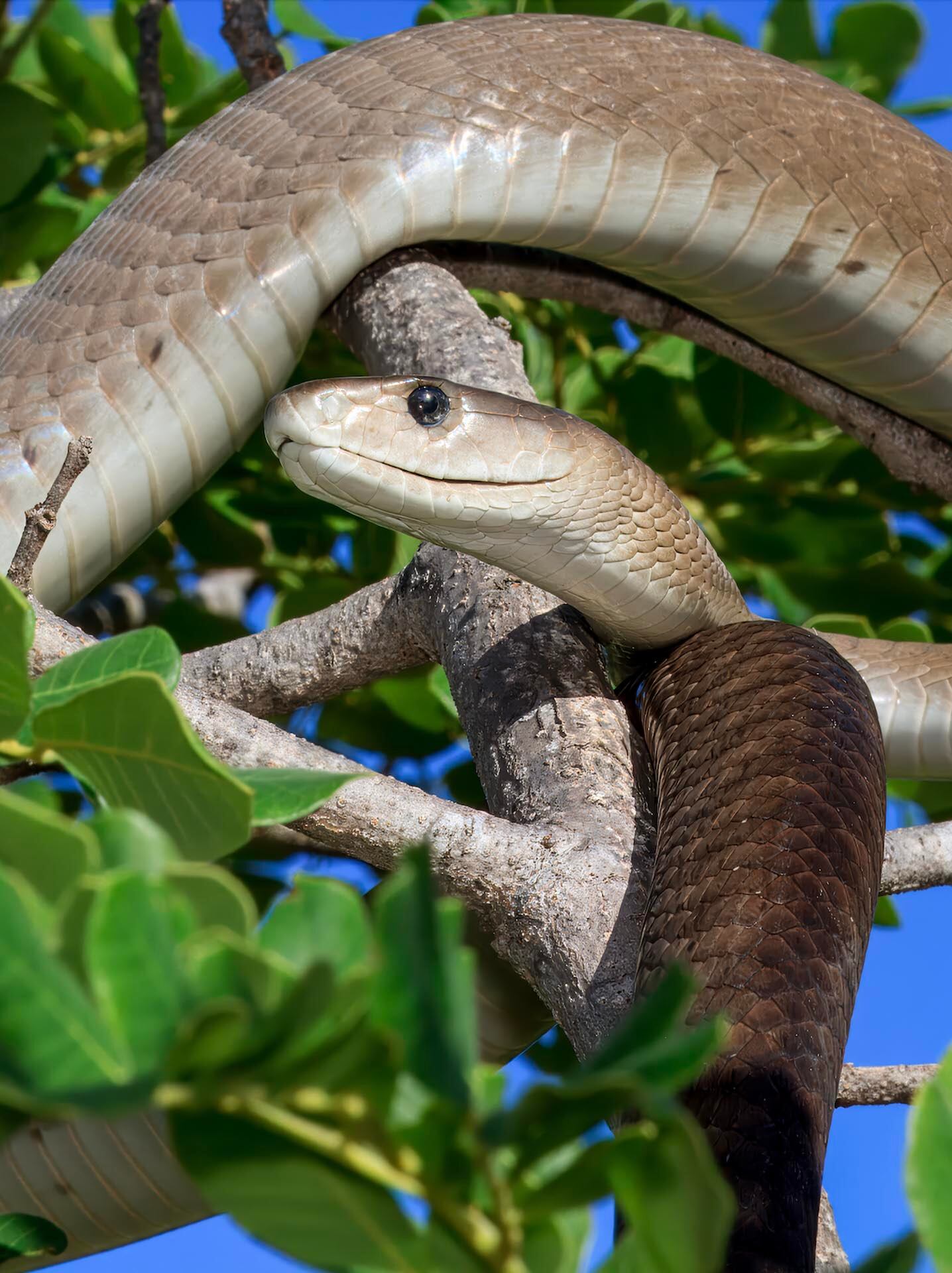 Los nanocuerpos extraídos de llama y alpaca pueden llegar a los tejidos afectados y bloquear toxinas peligrosas, como la de mamba negra/ Wolfgang Wüster