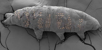 Un tardígrado cubierto por diminutos